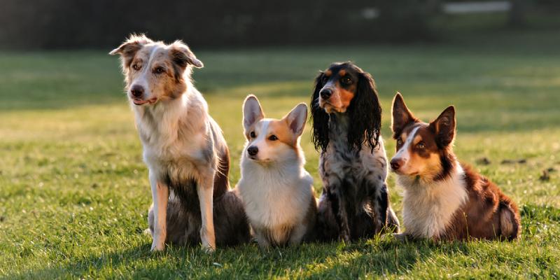 quiz to find the best dog breed for you