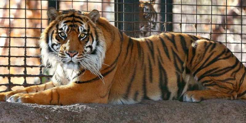 A Tiger in the Zoo Quiz: How Much You Know About A Tiger in the Zoo?