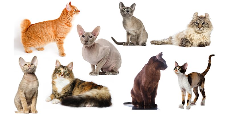 What Breed Is My Cat Quiz