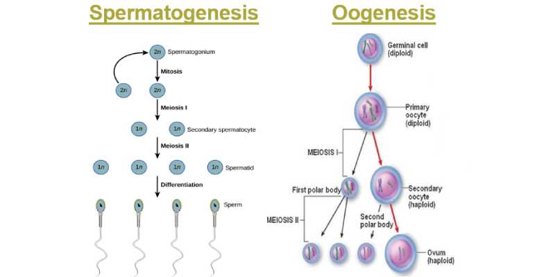 Quiz Test Your Knowledge About Gametogenesis BestFunQuiz