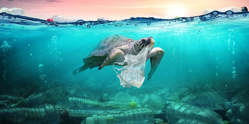 Plastic In The Ocean Quiz: How Much You Know About Plastic in the Ocean?