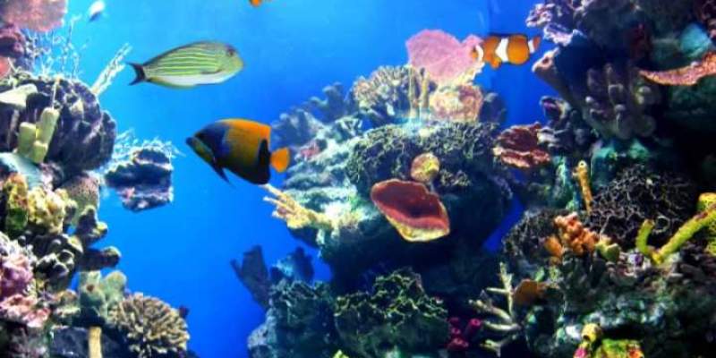 Ocean and Marine Life Quiz: How Much You Know about Ocean and Marine Life?