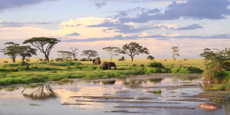Quiz: How Much Do You Know About The Serengeti?