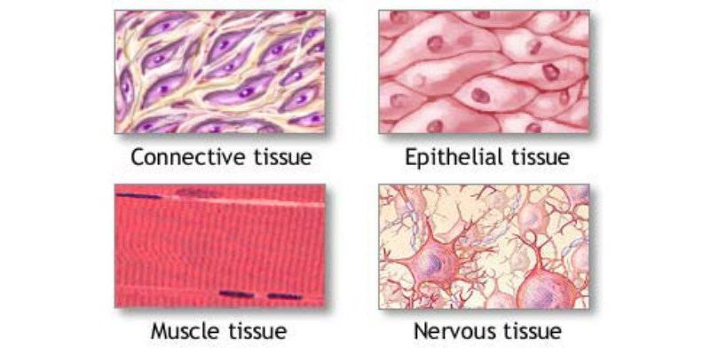 Epithelial Tissue - Anatomy and Physiology Quiz