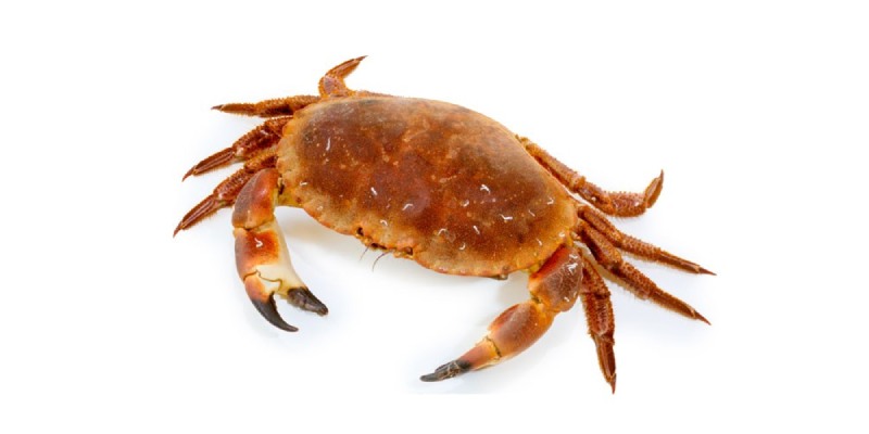  What Kind Of Crab Are You Quiz