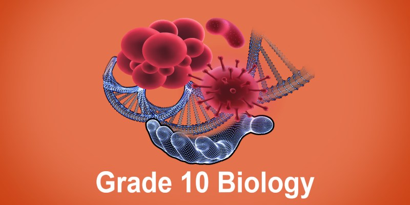 Biology Quiz For 10th Grade Students
