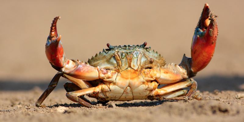 Crab Quiz: How Much You Know About Crabs?