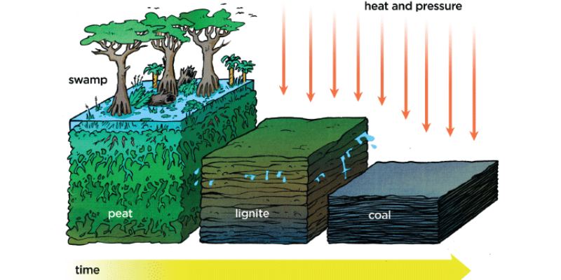 Class 8 Science Chapter 3 Coal and Petroleum Question Answer Quiz