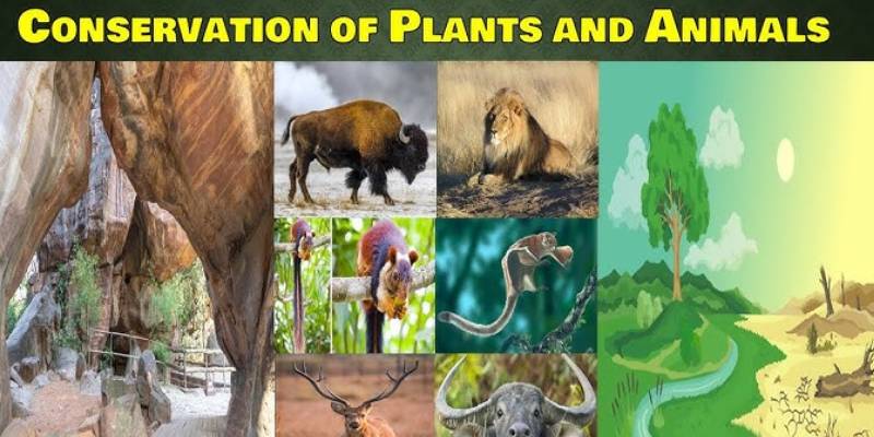 Conservation of Plants and Animals Chapter 5 Class 8 Quiz Questions & Answer